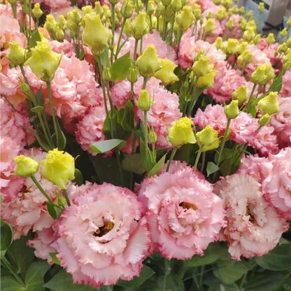 💖🌷Experience the Beauty of Eustoma in Your Own Garden 💐