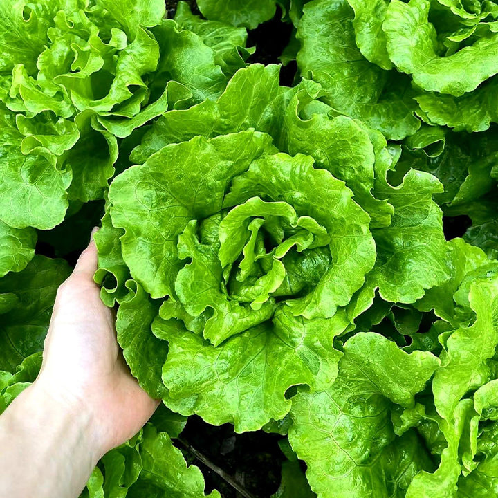 Organic Lettuce Seeds