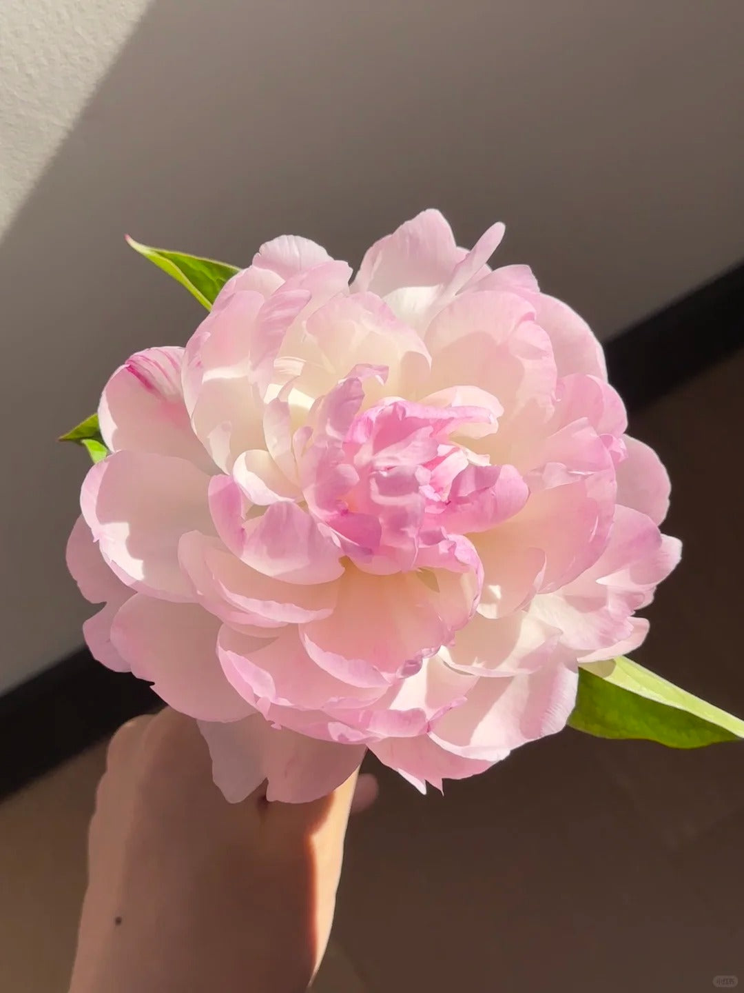🌺 Peony Bulbs: The Queen of Flowers for Your Garden