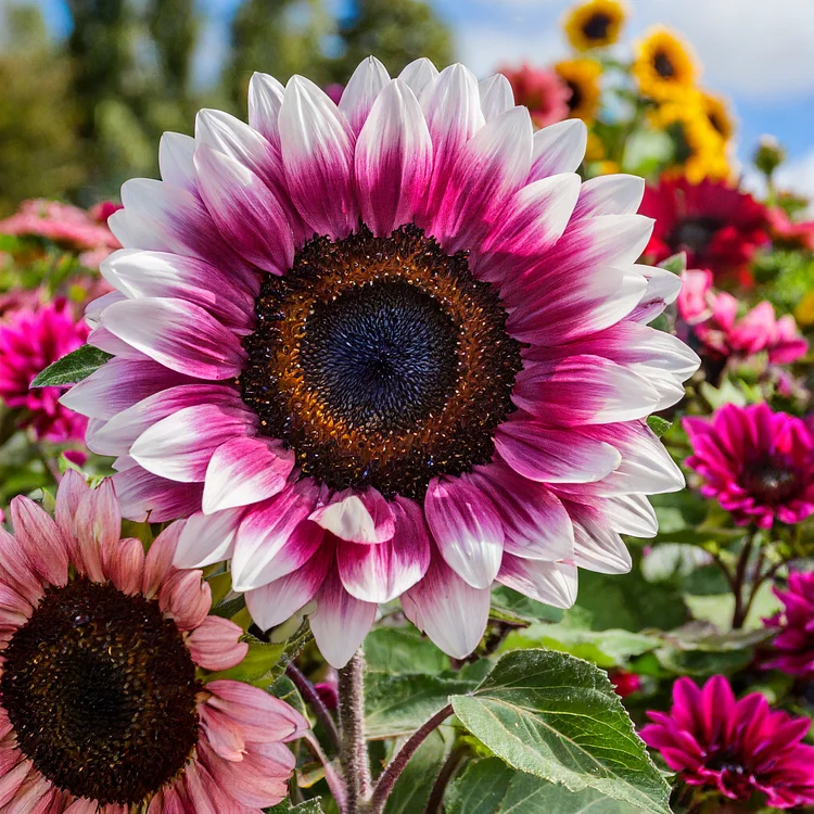Midnight Blaze Sunflower Seeds
