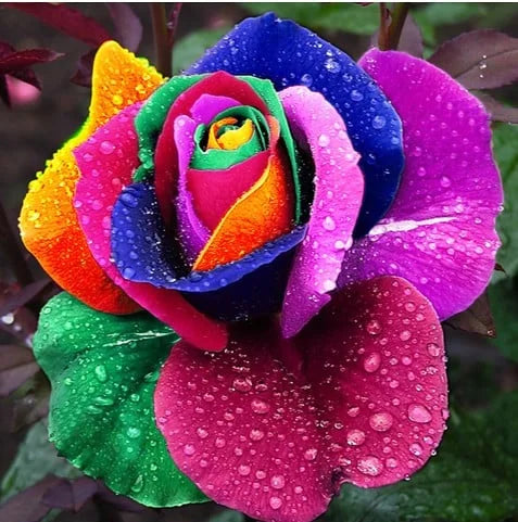 🤗🌹Rare Twin Red White Rose Seeds  – Stunning Garden Blooms, Easy to Grow🌱👩🏻‍🌾