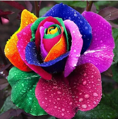 🤗🌹Rare Twin Red White Rose Seeds  – Stunning Garden Blooms, Easy to Grow🌱👩🏻‍🌾