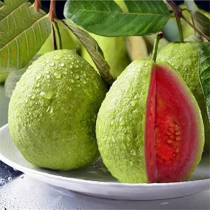 🍓 Plant Exotic Red Guava & Enjoy Fresh Fruit