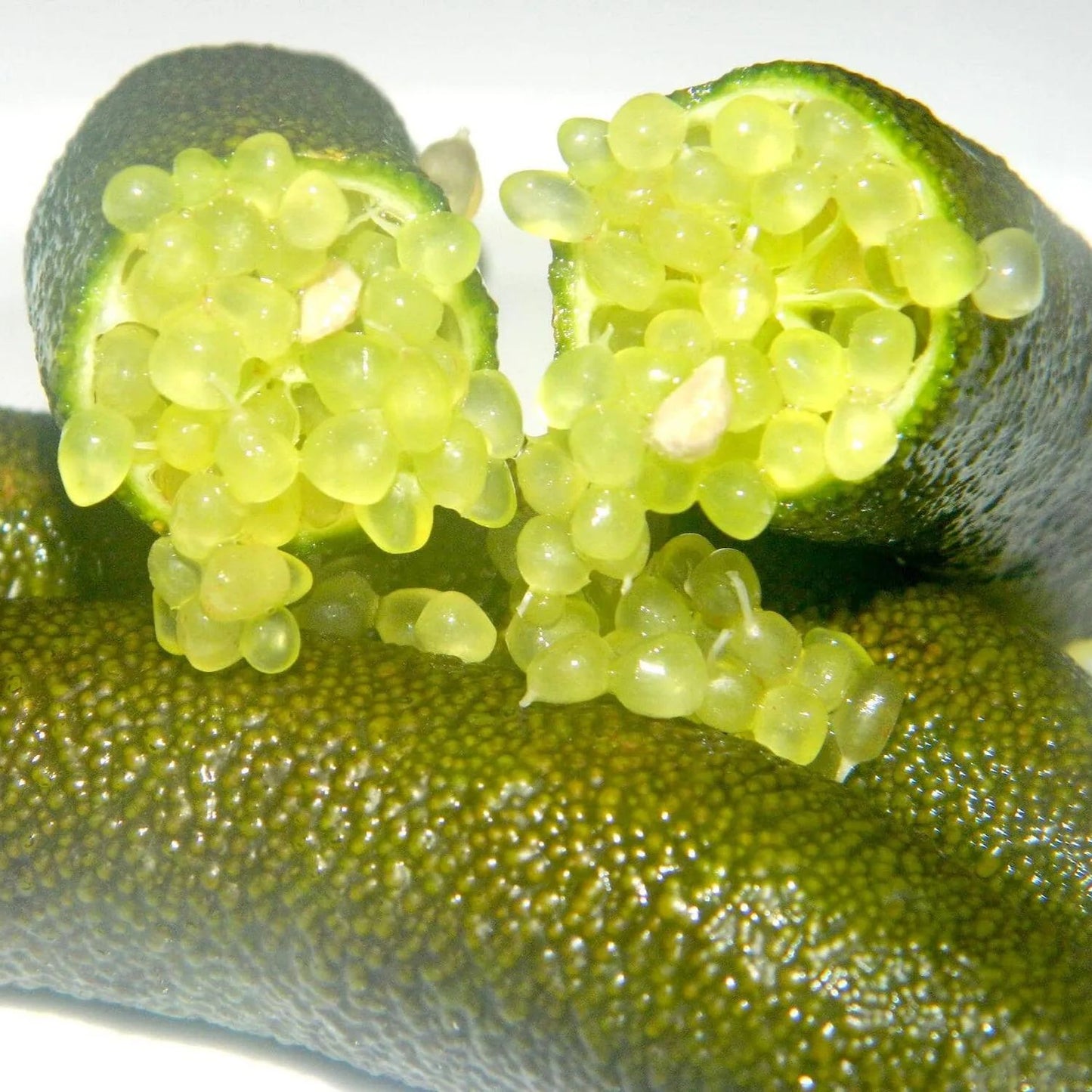 🍋✧˖°Finger Lime Seeds-Citrus Australasica