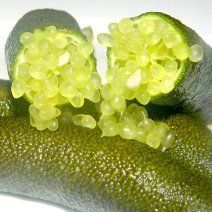 🍋✧˖°Finger Lime Seeds-Citrus Australasica