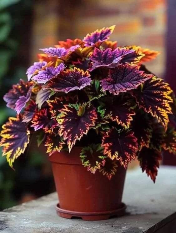🌈 STOP Scrolling… Your Garden Is About to Get ADDICTIVELY Colorful 😍