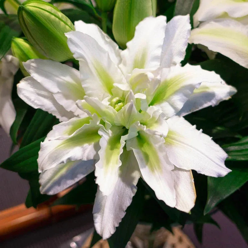 🔥 Easy care 🎁 Pink lily bulbs