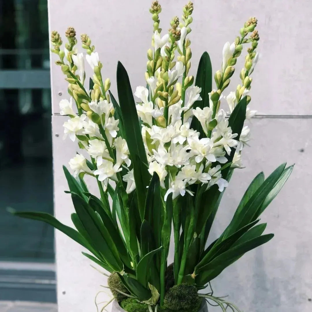 💖 Double Fragrant Tuberose 🌸🌙 A Garden Favorite for Romantic Evenings