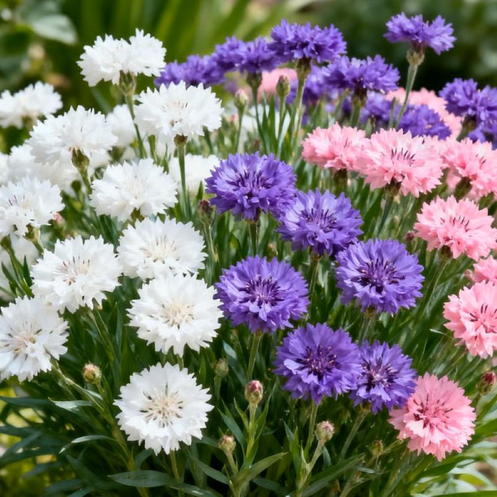 Premium Cornflower Seeds - Colorful, Resilient, and Easy-to-Grow Wildflowers!