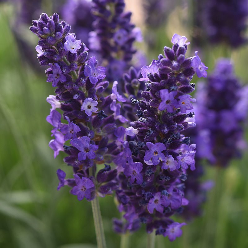 Lavender Seeds - Grow Your Own Lavender Garden(Easy, Hardy & Beginner-Friendly)