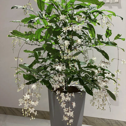 🌼Rare Trailing Jasmine Seeds🪴Super easy to care - It keeps blooming even in winter！