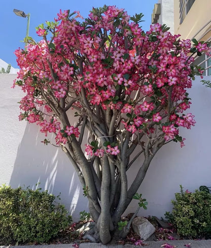 🌵⁺♡₊Bring Exotic Desert Rose Beauty Into Your Garden
