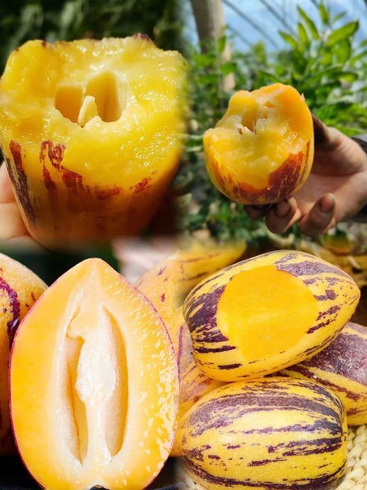 New offers🔥Ginseng Berry Seeds