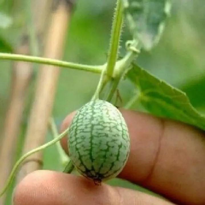 🍉🍉Super MINI! - Thumb Watermelon