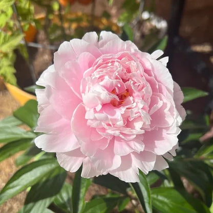 🌺🌺🌺 Bring the “Queen of Flowers” to Your Backyard