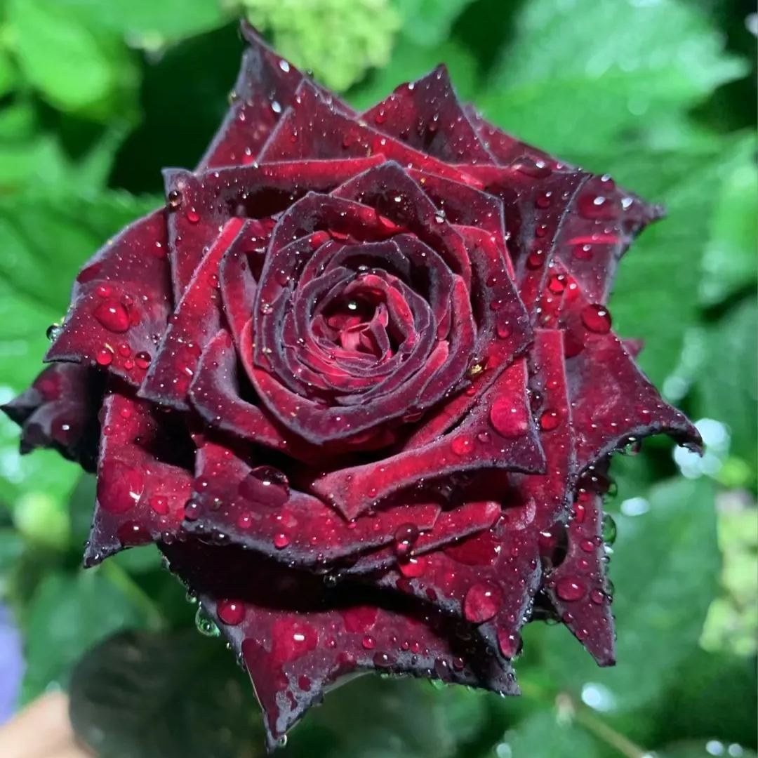 🌺Black Baccara Rose-The Rose That Looks Almost Black