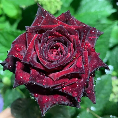 🌺Black Baccara Rose-The Rose That Looks Almost Black