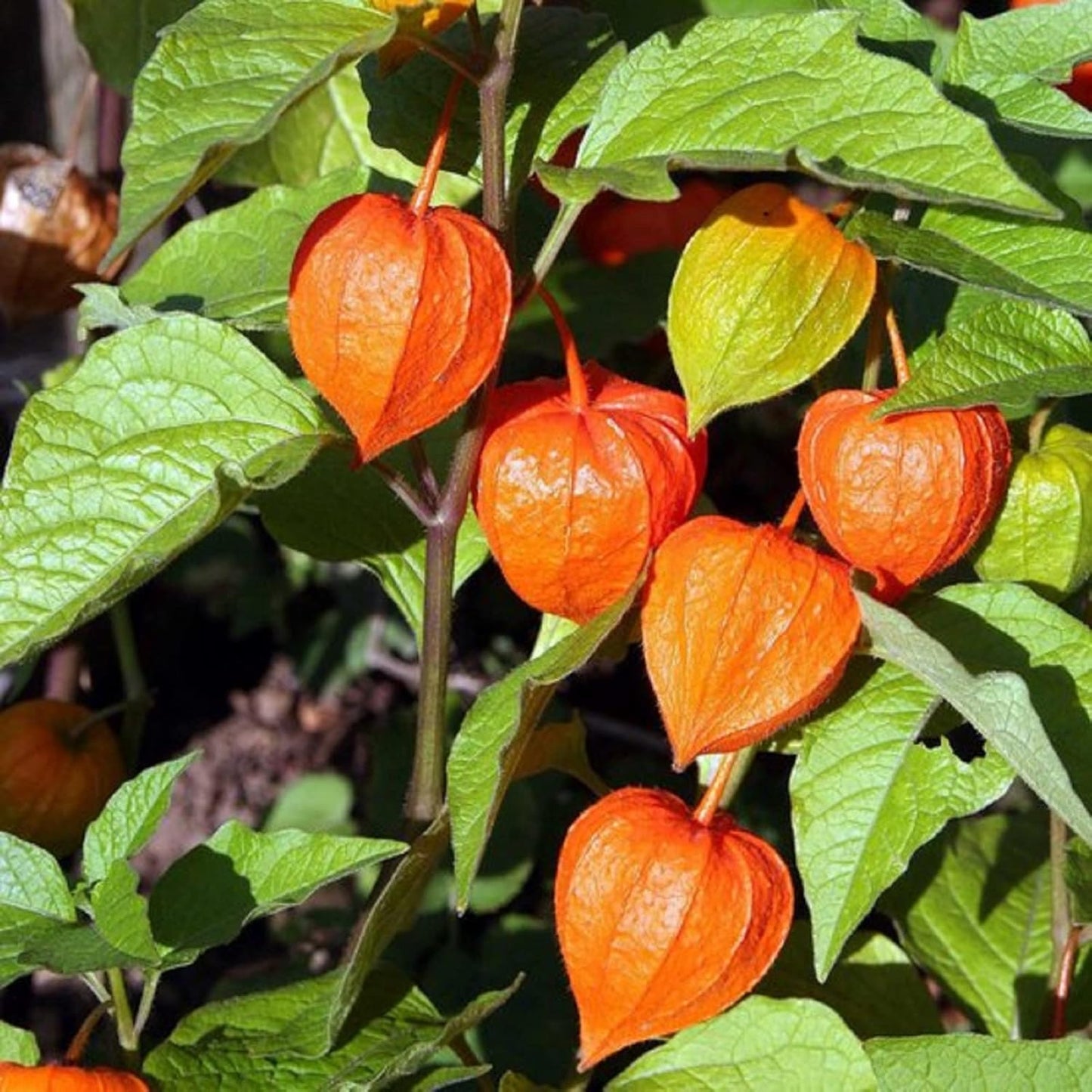 🏮Lantern Flower (Abutilon 🤩⁣) Fruit Seeds for Planting – Heirloom, Non-GMO, Easy to Grow, Annual