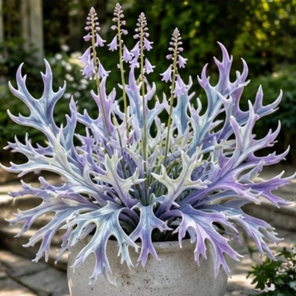 🌱 Rainbow Staghorn Hosta - 🦌The Hosta With Extraordinary Antler Shaped Foliage