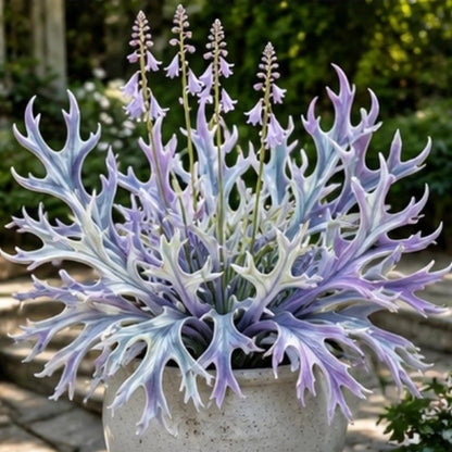 🌱 Rainbow Staghorn Hosta - 🦌The Hosta With Extraordinary Antler Shaped Foliage