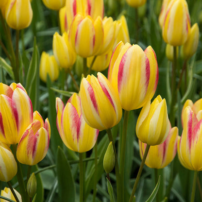 Multiflora Tulip Bulbs (Club Series)🌷 Grow in Water or Soil, Bloom Next Month