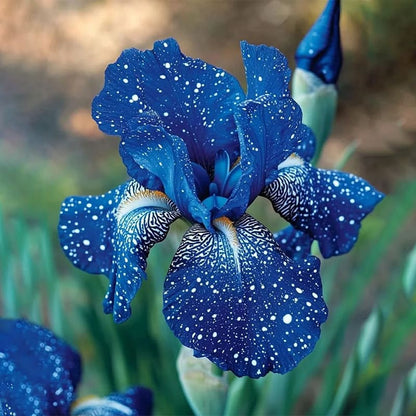 ⚜️ Rare Tall Bearded Iris – Premium Garden Rhizomes