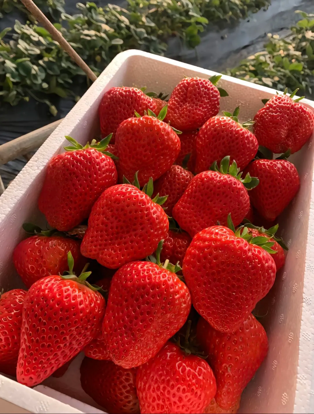 🍓🍓Super Giant Strawberry Fruit Seeds-very easy to grow🍓🍓