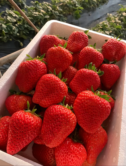 🍓🍓Super Giant Strawberry Fruit Seeds-very easy to grow🍓🍓