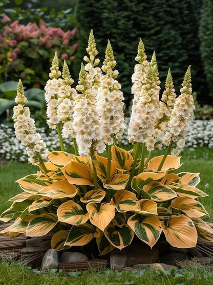 🔥Last day of clearance sale🔥Rare and premium quality hosta seeds🌿Shade-tolerant plant