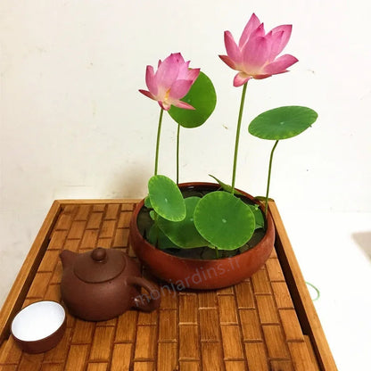 🎁50% Discount🌺The sacred lotus flower in bonsai