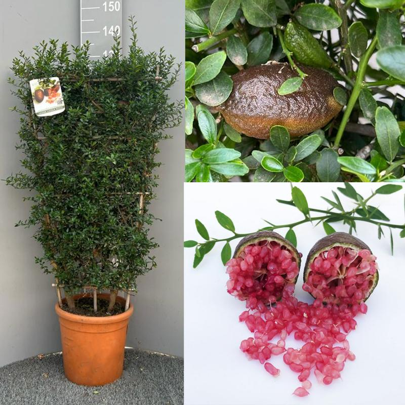 🍋✧˖°Finger Lime Seeds-Citrus Australasica