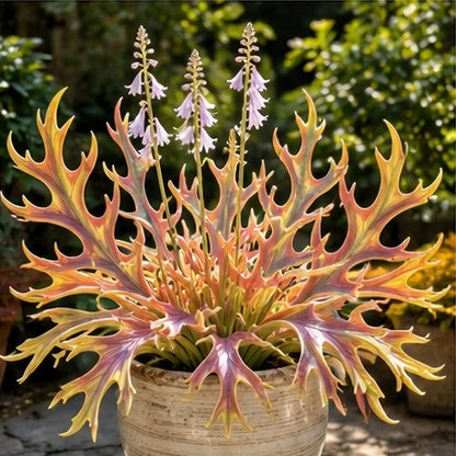🌱 Rainbow Staghorn Hosta - 🦌The Hosta With Extraordinary Antler Shaped Foliage