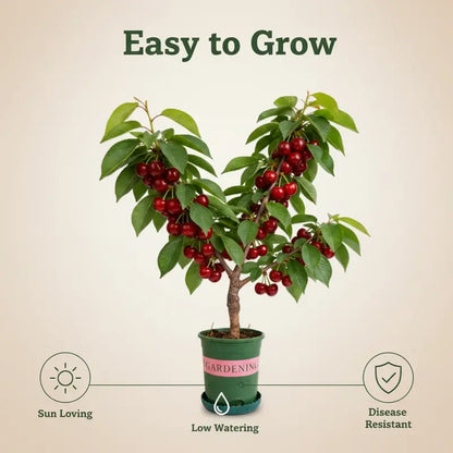 🔥50K+ SOLD!💟Perennial Cherry Tree Seedlings🌱Easy to Plant & Perfect for Any Space!
