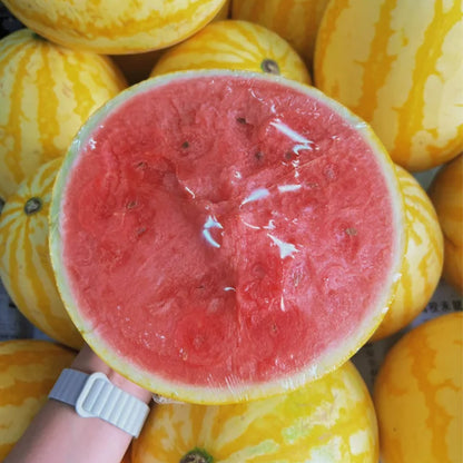 🍉🍹Golden Red Watermelon Seeds