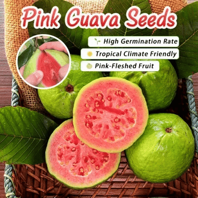 🍓 Plant Exotic Red Guava & Enjoy Fresh Fruit