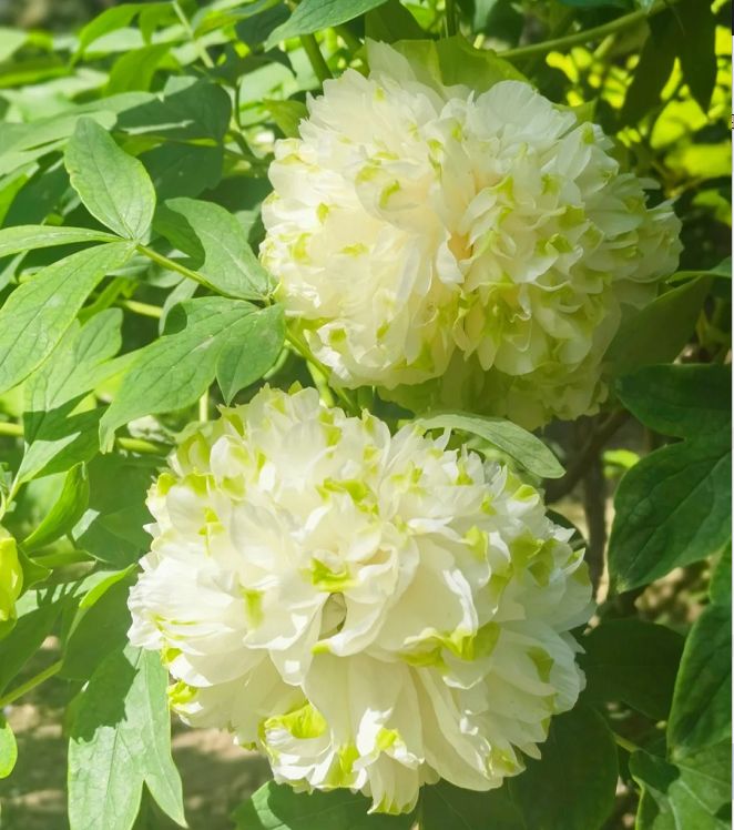 🌺Multicolor Peony Seeds