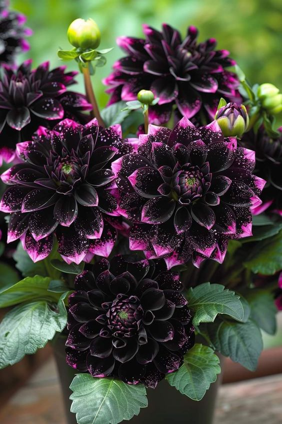 🌸Captivating Starry Night Dahlia 🌸