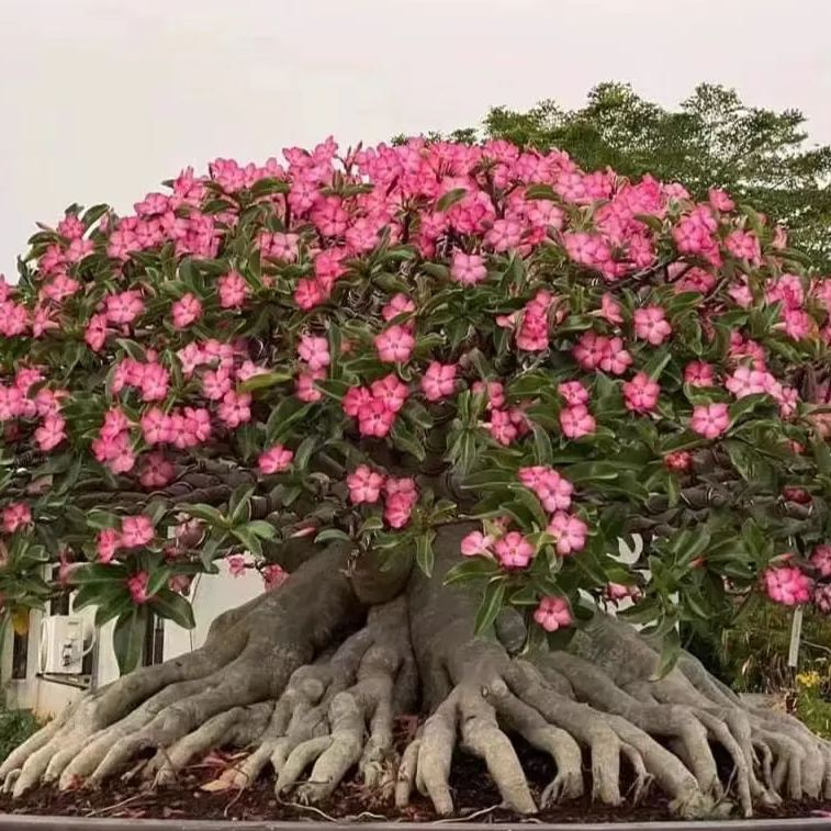 🔥Desert roses up to 50% off – Now at a Discount!🎁 😍Loves to bloom, long flowering period 🌵 Desert Rose