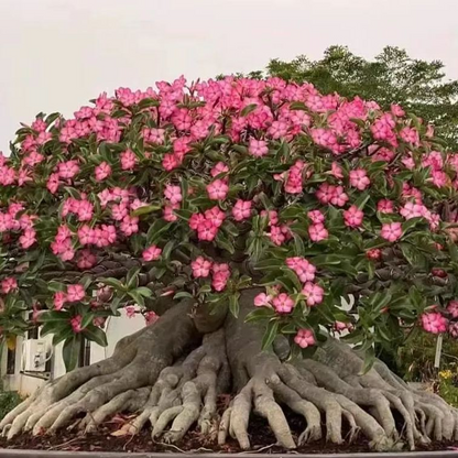 🔥Desert Rose Sale – Save Big Today!🎁 😍Vibrant Blooms All Season Long 🌵