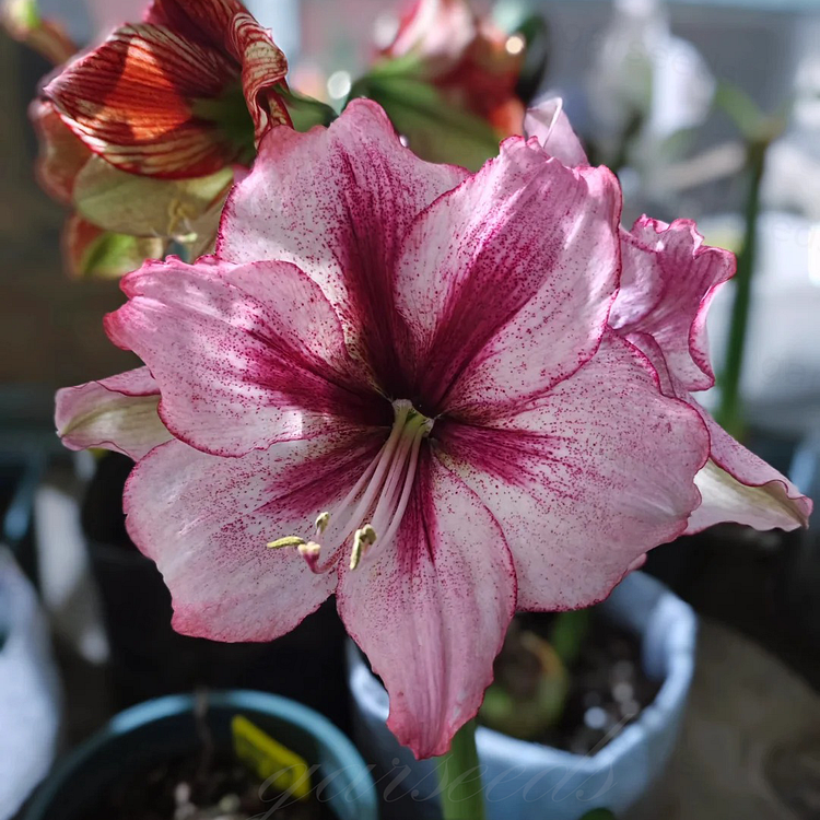 ꙳⋆🫧Giant Double-Flowered Amaryllis Bulbs – Spectacular Blooms This Season!🌼