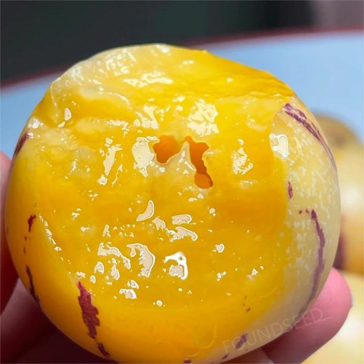 🍐🍐Pepino Melon Seeds