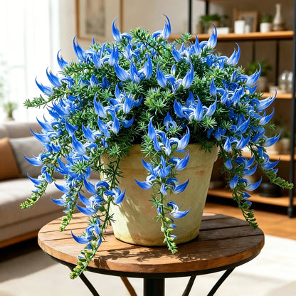 🏠🌸 Parrot Beak Spider Plant Bulbs 🌿 Unique Foliage, Easy to Grow