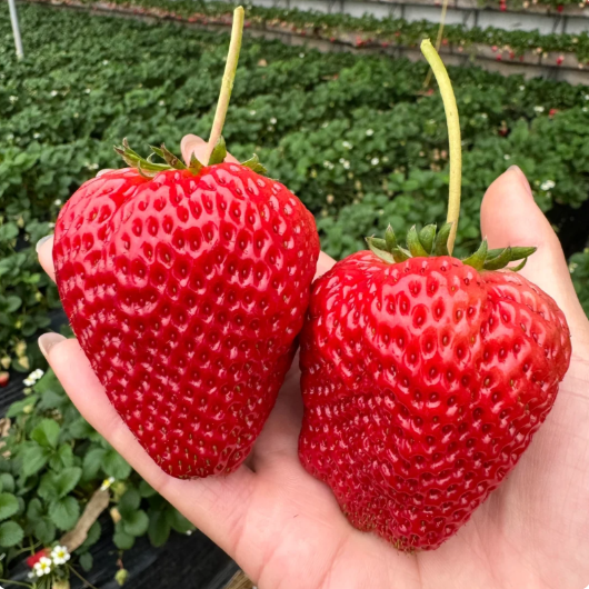 Rare Giant Strawberry Seeds 🍓 Grow Huge, Easy to grow