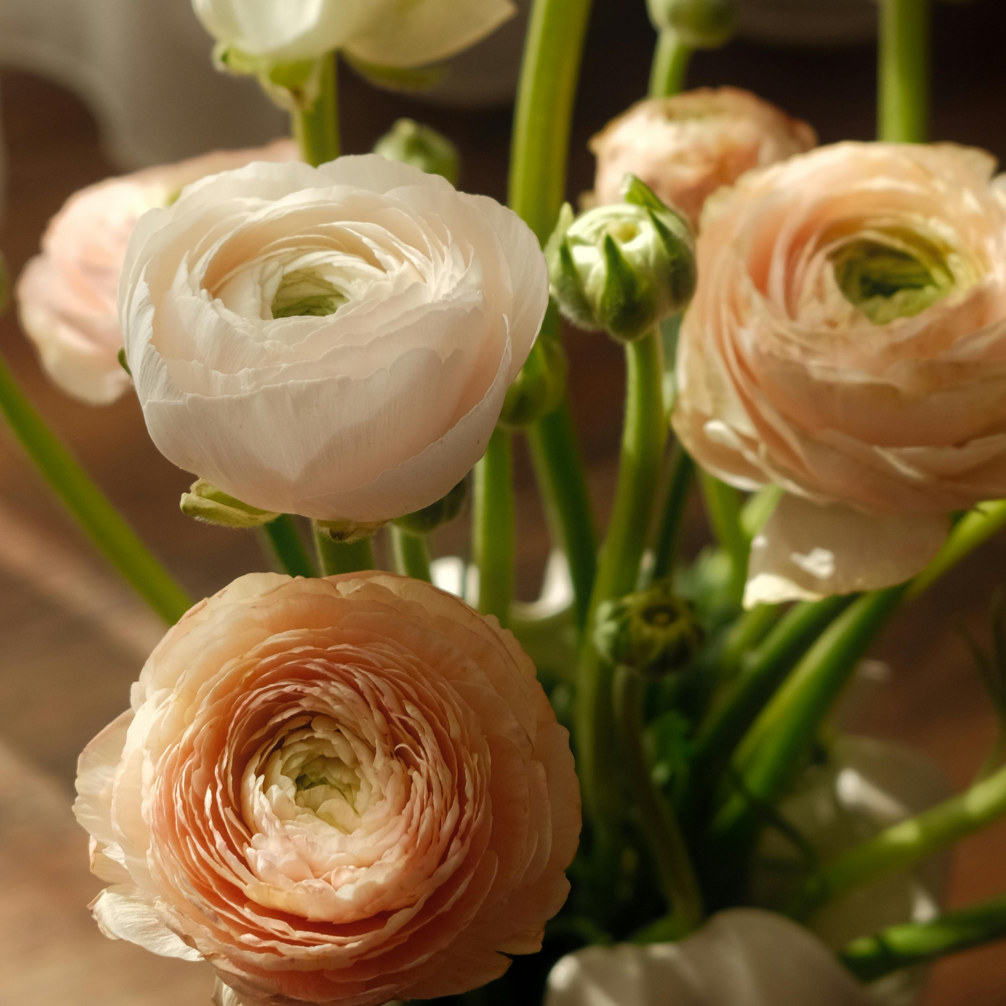 🌸 Grow Bouquet-Quality Flowers at Home with Ranunculus Bulbs 💐