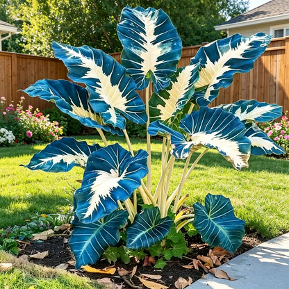 🌿Caladium Giganteum Bulbs 🌟The tropical star of your garden