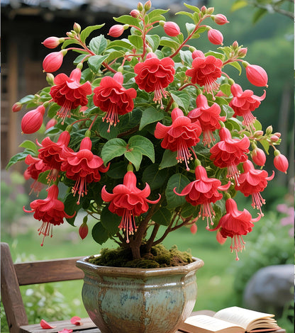 🌙 Fuchsia bulbs – Let your garden gently illuminate