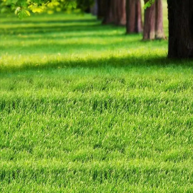 🎉Up to 50% off-Low-Maintenance, Drought and Cold-Resistant, Low-Growing Lawn Seeds