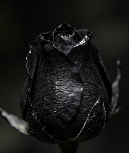 🌹🌹🌹Transform Any Space Into a Luxury Rose Garden — Instantly