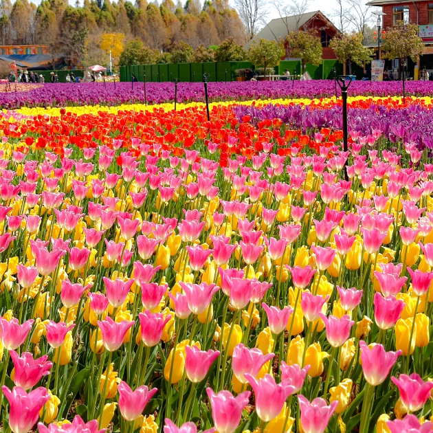 🌷‎⋆. ݁Create a Garden Full of Elegant Tulips