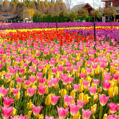 🌷‎⋆. ݁Create a Garden Full of Elegant Tulips